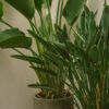 Spathiphyllum - Gambar 2