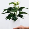 Golden Pothos Pole - Gambar 2