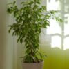 Aralia Ming - Gambar 2
