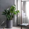 Bird of Paradise - Gambar 2