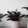 Hoya Obovatum - Gambar 2