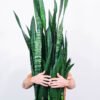 Sansevieria Laurentii - Gambar 2