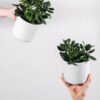 Ficus Decora Burgundy - Gambar 2