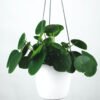 Pilea Peperomioides - Gambar 2