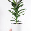 Dracaena Lisa - Gambar 2