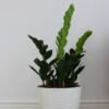 Zz Plants - Gambar 2