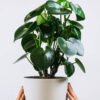 Ficus Decora Cabernet - Gambar 2