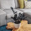 Calathea Rufibarba - Gambar 2