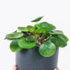 Peperomia Lemon Lime - Gambar 2