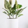 Calathea Beauty Star - Gambar 2