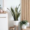 Sansevieria Golden Flame - Gambar 2